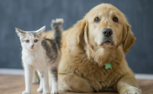 ข่าวปลอม อย่าแชร์! ไวรัส Parabola แพร่เชื้อจากสุนัขและแมวสู่คน