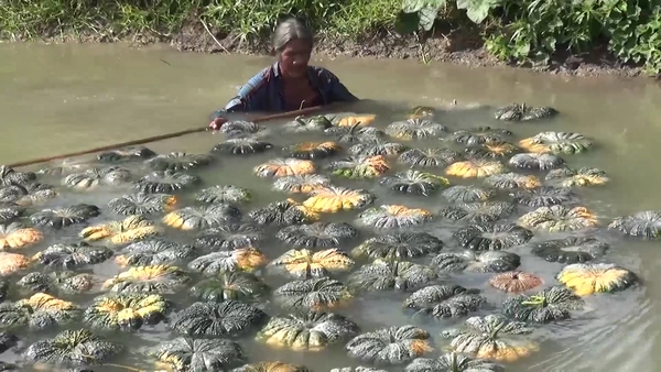 "ชาวสงขลา"ลงแขกเก็บฟักทอง ประหยัดแรงงานและแรงคน | เรื่องดีดีทั่วไทย | 18-06-68
