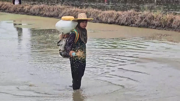 "อาชีพทำเงิน" รับจ้างหว่านข้าว รายได้วันละ 14,000 บาท  | เรื่องดีดีทั่วไทย | 2-07-68