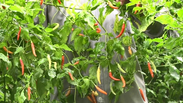 "พริกเดือยไก่"พริกพื้นบ้านทำเงินแสน ส่งลูกเรียนจบกฎหมาย  | เรื่องดีดีทั่วไทย | 3-07-68