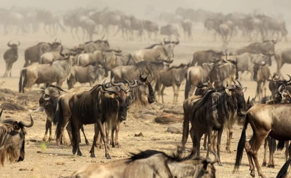 AI พลิกข้อมูล 50 ปี  “วิลเดอบีสต์” ในแอฟริกา  ไม่ได้มีเป็นล้านอย่างที่คิด