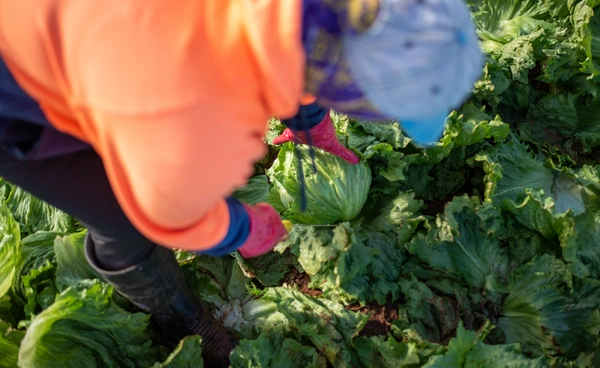 เพิ่มผักในมื้ออาหาร ปรับการกินลดคาร์บอน ดีต่อสุขภาพกายแถมได้ช่วยโลก