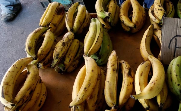 โลกร้อนพรากอาหารคนทั้งโลก แม้แต่กล้วยอาจจะไม่เหลือให้กิน