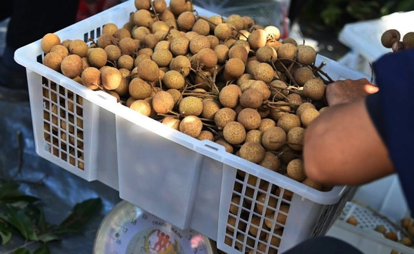 ลำไยทะลัก 140,000 ตัน  รัฐอัดงบ 1,000 ล้าน เร่งแปรรูป-ระบายตลาด