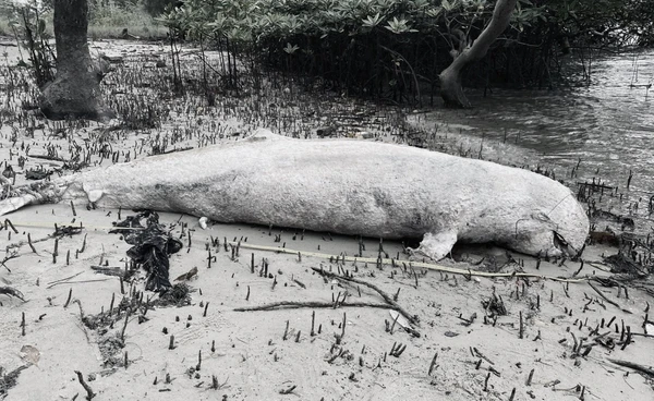 พบซาก "โลมาอิรวดี" เกยตื้นบ้านหยงสตาร์ จ.ตรัง