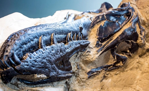 งานวิจัยยืนยัน "Nanotyrannus" เป็นไดโนเสาร์คนละสายพันธุ์กับไทแรนโนซอรัส