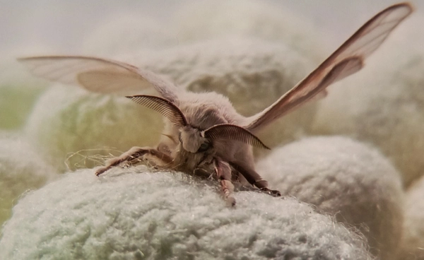 "หนอนไหมดัดแปลงพันธุกรรม" กุญแจสำคัญในการนำใยแมงมุมมาใช้งานในอุตสาหกรรม