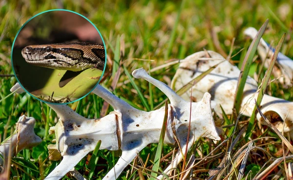 นักวิจัยเผยกลไกร่างกายงูพบเซลล์ชนิดใหม่ช่วยในการย่อยกระดูกสมบูรณ์