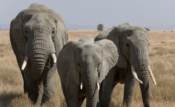 ดาวเทียมช่วย "ช้างทะเลทราย" ในแอฟริการอดพ้นจากการสูญพันธุ์ได้อย่างไร ?