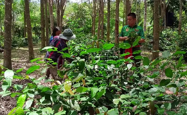 "อาชีพทำเงิน"ปลูก"ผักเหลียง"ในสวนยาง เก็บขายได้ทุกวัน  | เรื่องดีดีทั่วไทย | 11-09-68