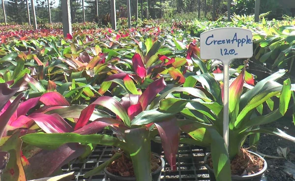 "สับปะรดสี "พืชทำเงิน เลี้ยงง่าย ตายยาก ตลาดต่างประเทศต้องการ | เรื่องดีดีทั่วไทย | 9-12-68