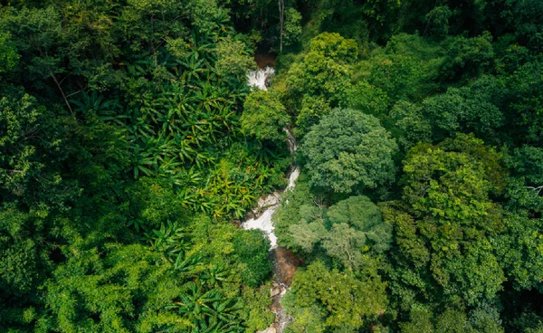 เมื่อป่าไม่ดูดซับคาร์บอน แต่กลับปล่อยคาร์บอนเอง สัญญาณเตือนโลกกำลังอ่อนแอ