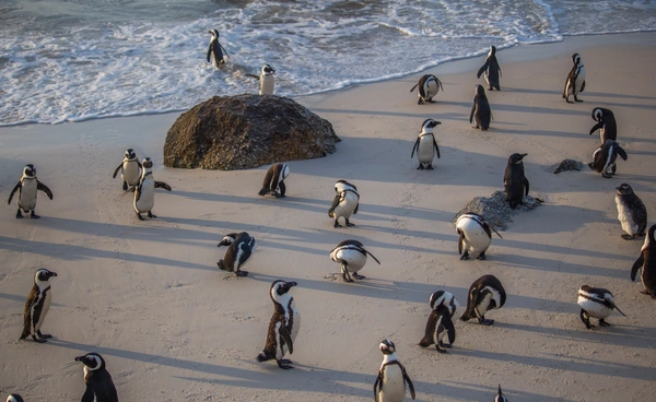 วิกฤต “เพนกวินแอฟริกา” หิวตายกว่า 60,000 ตัว เหตุโลกร้อนทำซาร์ดีนหมดทะเล