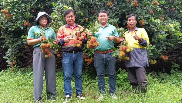 "เงาะโรงเรียนวังไทรทอง"เพชรบูรณ์ หวาน กรอบ ล่อน ยอดจองล้น | เรื่องดีดีทั่วไทย | 9-07-68