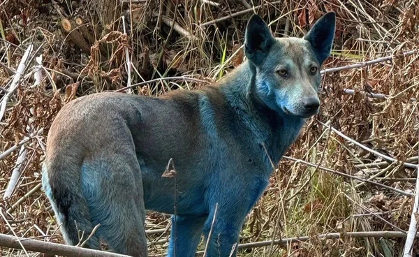 พบ “สุนัขขนสีฟ้า” ในเชอร์โนบิล กัมมันตรังสีหรือสารเคมี ?