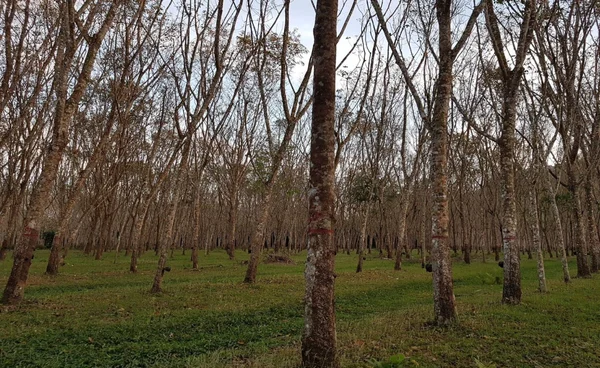 กยท. เร่งหาทางสกัดโรคใบจุดยางพารา