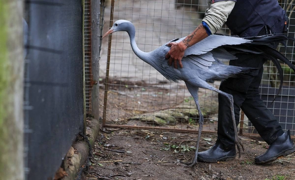 รู้จัก “นกกระเรียนสีน้ำเงิน” นกประจำชาติของแอฟริกาใต้ ที่กำลัง “ใกล้สูญพันธุ์”