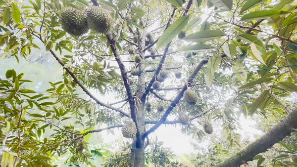 9 ปีที่รอคอย"ทุเรียนหนองบัวลำภู"ผลผลิตบนแผ่นดินอีสานเหนือ | เรื่องดีดีทั่วไทย | 2-07-68