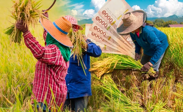 ลุ้น"นบข." เคาะแจกเงินชาวนา"ไร่ละพัน"