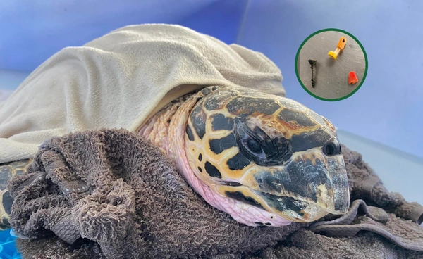 "เต่ากระ" สุดแกร่ง ขับตะปูเกลียว ขยะพลาสติก ในท้องออกจากตัวได้สำเร็จ 