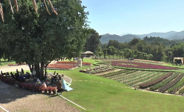 "คลองลานฟลอร่าพาร์ค" ทุ่งดอกไม้แปลงใหญ่ จ.กำแพงเพชร | เรื่องดีดีทั่วไทย | 4-12-68