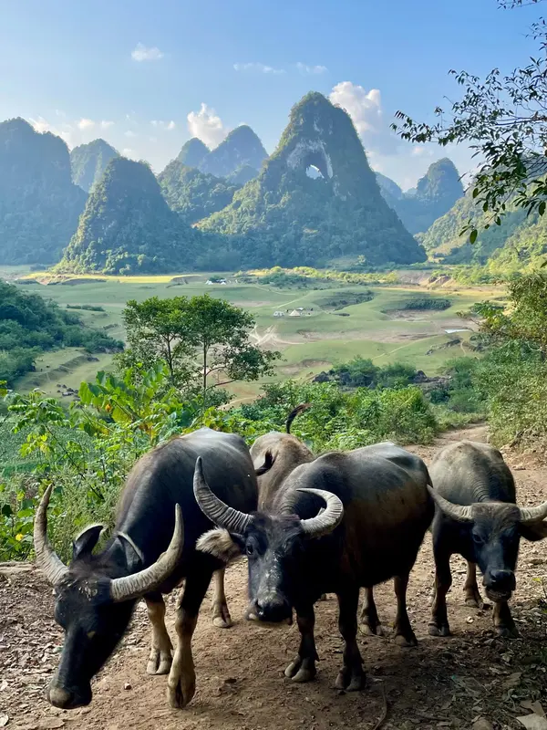 14 พ.ค. วันอนุรักษ์ควายไทย สัตว์สำคัญที่อยู่คู่คนไทยมานาน
