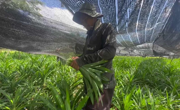 พลิกผืนนาปลูก"เตยหอม" ทำเงินได้ตลอดปี  | เรื่องดีดีทั่วไทย | 21-10-68