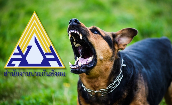 พิษสุนัขบ้าระบาดหนัก ประกันสังคมแนะใช้สิทธิประกันสังคมฉีดวัคซีนฟรี