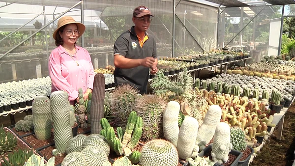 "เกษตรกรยุคใหม่" เพาะแคคตัสขาย  โกยรายได้ครึ่งแสน | เรื่องดีดีทั่วไทย | 11-06-68