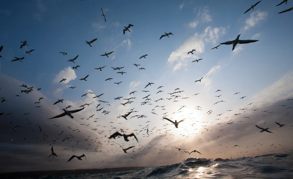 ภาวะโลกร้อน บีบนกเปลี่ยนพฤติกรรม อนาคตเสี่ยงสูญพันธุ์ไร้ทางแก้ไข