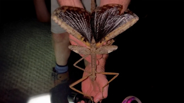 ออสเตรเลียค้นพบ “แมลงกิ่งไม้” สายพันธุ์ใหม่ ใหญ่และหนักมากที่สุดในประเทศ !!