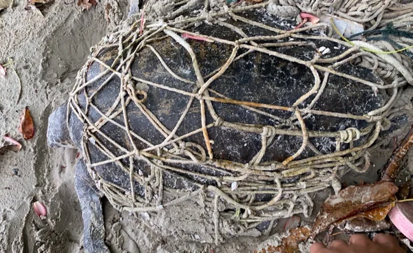 พบ “เต่ากระ” สุดแกร่ง ตัวติดเศษเชือก เจ้าหน้าที่รีบช่วยเหลือจนปลอดภัย