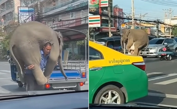ไวรัลคนแบกลูกช้าง เรื่องจริงหรือภาพ AI?  ผู้เชี่ยวชาญชี้ชัด เช็กก่อนแชร์ 