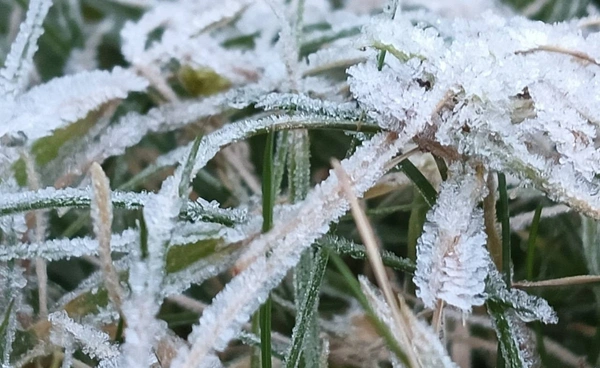 “ดอยอินทนนท์” หนาวจัด “เหมยขาบ” โผล่ 9 วันติด