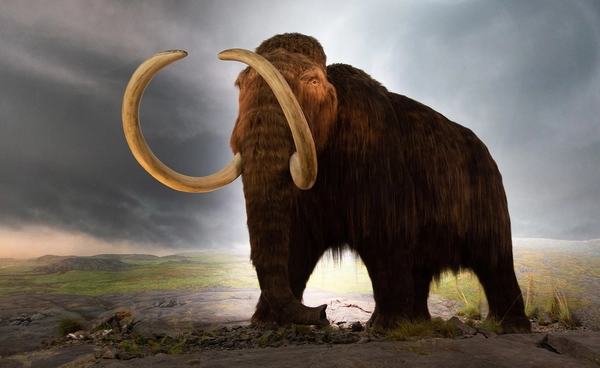 นักวิทยาศาสตร์พบฟันแมมมอธโบราณเผยร่องรอย DNA ของแบคทีเรียโบราณ เก่าแก่ที่สุดที่เคยค้นพบ