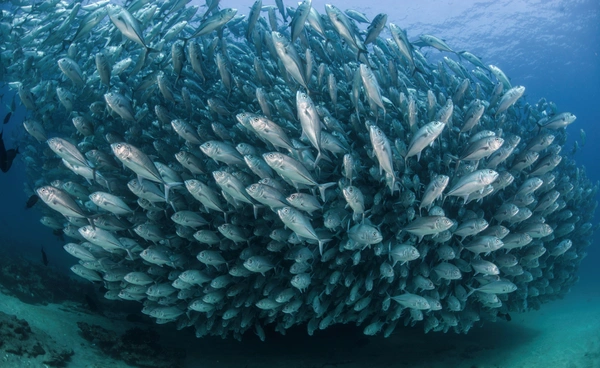 เหมืองแร่ใต้ทะเลลึก ทำสัตว์น้ำลดลง 37% ระบบนิเวศใต้ทะเลกำลังเปลี่ยนไป