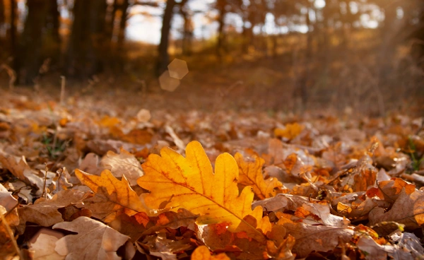 ทำไมใบไม้ถึงเปลี่ยนสี? เปิดความลับเบื้องหลัง ความงดงามของธรรมชาติ