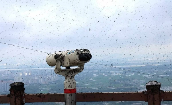 โลกร้อนทำ “เลิฟบั๊ก” ระบาด จับคู่ผสมพันธุ์กลางอากาศทั่วกรุงโซล