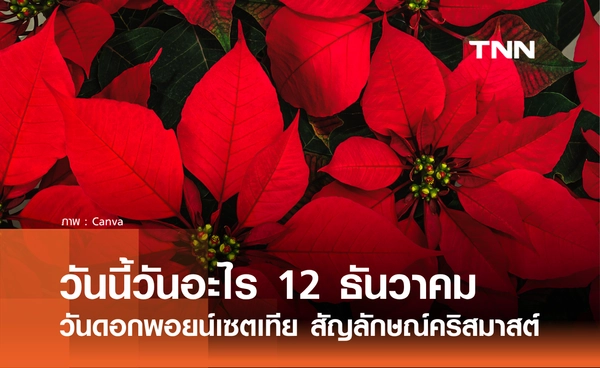 วันนี้วันอะไร 12 ธันวาคม 2568 วันดอกพอยน์เซตเทีย สัญลักษณ์ของเทศกาลคริสมาสต์