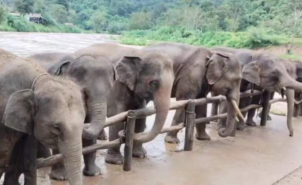 อพยพ “ช้าง” กว่า 10 เชือกหนีน้ำ  หลังระดับน้ำแม่แตงเพิ่มสูงขึ้น