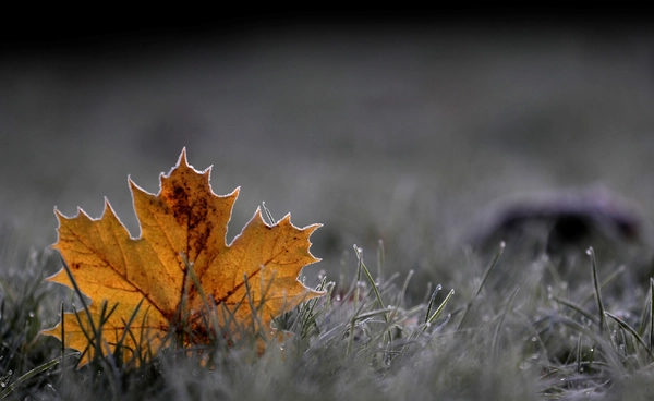 ฤดูใบไม้ร่วงไร้เสน่ห์ ภาวะโลกร้อนทำพิษ เปลี่ยนสีช้าลงและซีดกว่าที่เคย