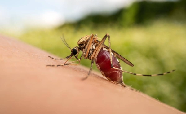 รู้จัก"ไข้มาลาเรีย" โรคร้ายที่มาจากยุงก้นปล่อง ยิ่งรู้เร็ว ยิ่งปลอดภัย