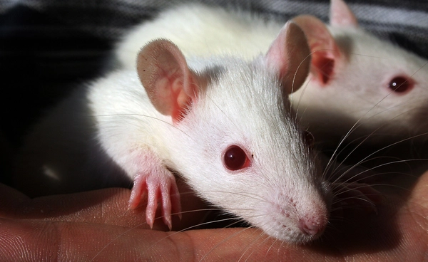 นักวิจัยญี่ปุ่นศึกษาความทนทานของเซลล์ต้นกำเนิดอสุจิบนอวกาศ ปูทางสู่การให้กำเนิดชีวิตนอกโลก