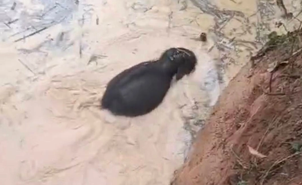 ช่วยเหลือ “ลูกช้างป่า” ตกสระน้ำกลับโขลงได้สำเร็จ