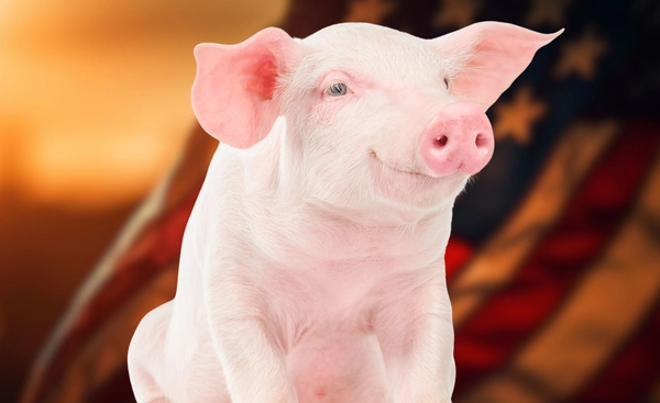 ตลาดหมูไทยเสี่ยงสูญสิ้น? มูลค่าสูญหายกว่าแสนล้าน หากเปิดตลาดให้หมูอเมริกาเข้ามา?