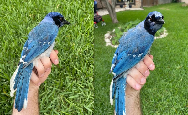 นกกรีนเจย์-บลูเจย์ ผสมข้ามสายพันธุ์ครั้งแรก เหตุเกิดจากโลกร้อน