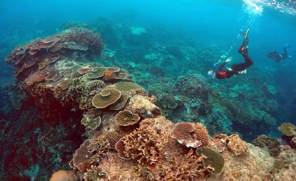 วิกฤตปะการัง! เกรทแบร์ริเออร์รีฟทรุดหนัก ปะการังลดลงมากสุดในรอบ 40 ปี