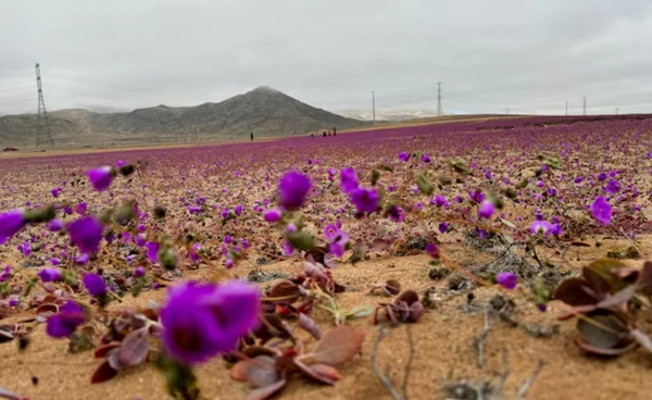 ดอกไม้บานในทะเลทราย จากแห้งแล้งสู่ความสดใส สะท้อนความเปราะบางของธรรมชาติ