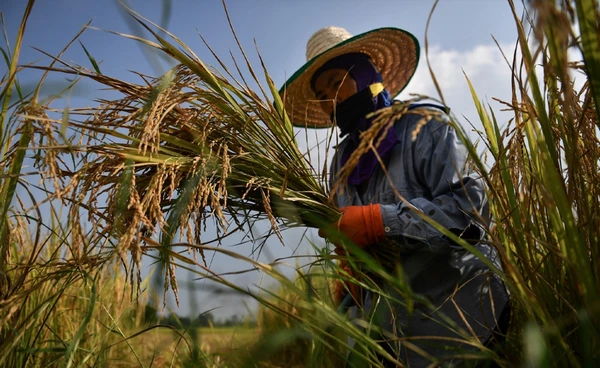 ชาวนาเฮ! นบข. เคาะแจกเงินช่วยข้าวนาปี-นาปรัง ไร่ละ 1,000 บาท สูงสุด 10 ไร่