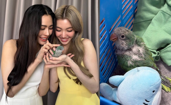 ทำความรู้จัก "น้องอาบู” นกแก้วแควกเกอร์ที่ "หลิงหลิง คอง" มอบให้ "ออม กรณ์นภัส" เป็นของขวัญวันเกิด